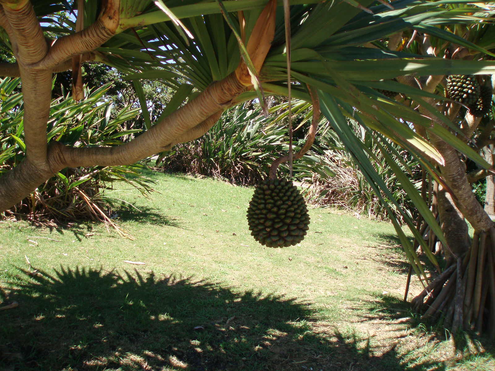 パイナップルの栽培 沖縄観光と特産品ナビ